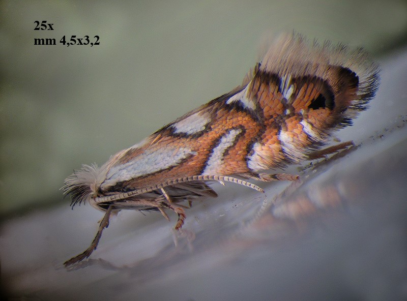Phyllonorycter su ontano con parassitoidi